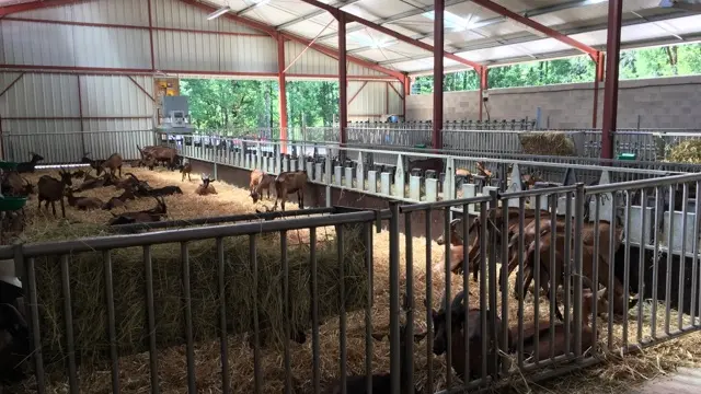 Ferme de Létou chèvrerie à St Cirq Lapopie