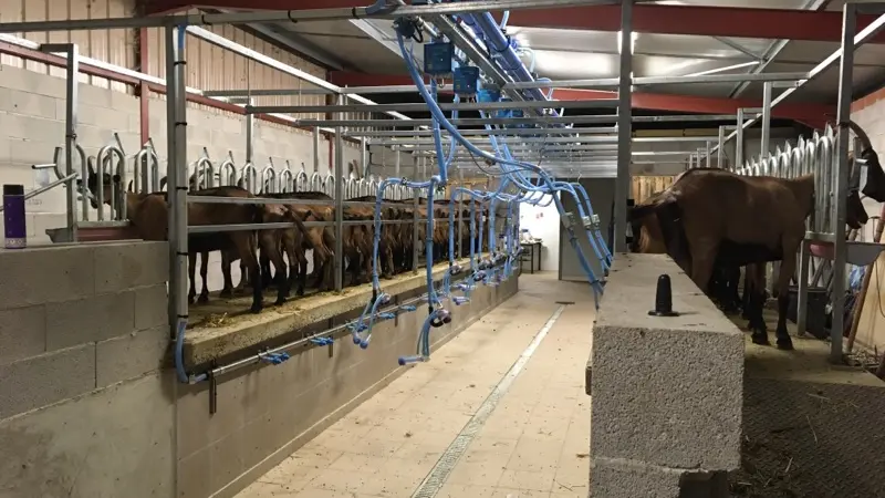 Ferme de Létou chèvrerie à St Cirq Lapopie