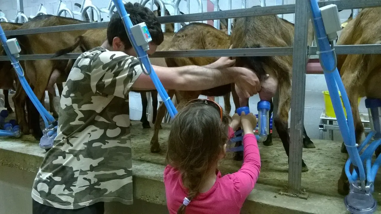 Ferme de Létou chèvrerie à St Cirq Lapopie