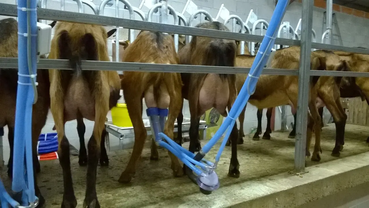 Ferme de Létou chèvrerie à St Cirq Lapopie