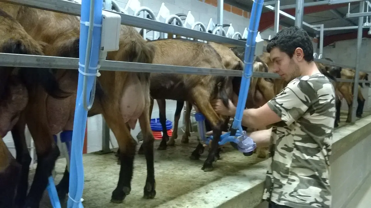 Ferme de Létou chèvrerie à St Cirq Lapopie