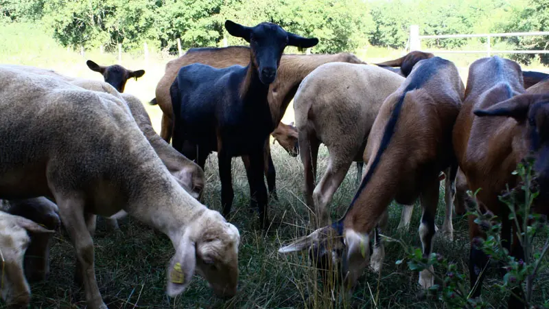 Ferme des Gariottes Saint Martin Labouval