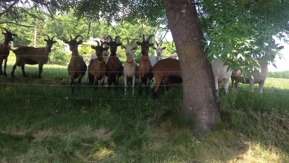 ferme gayrac-chevres