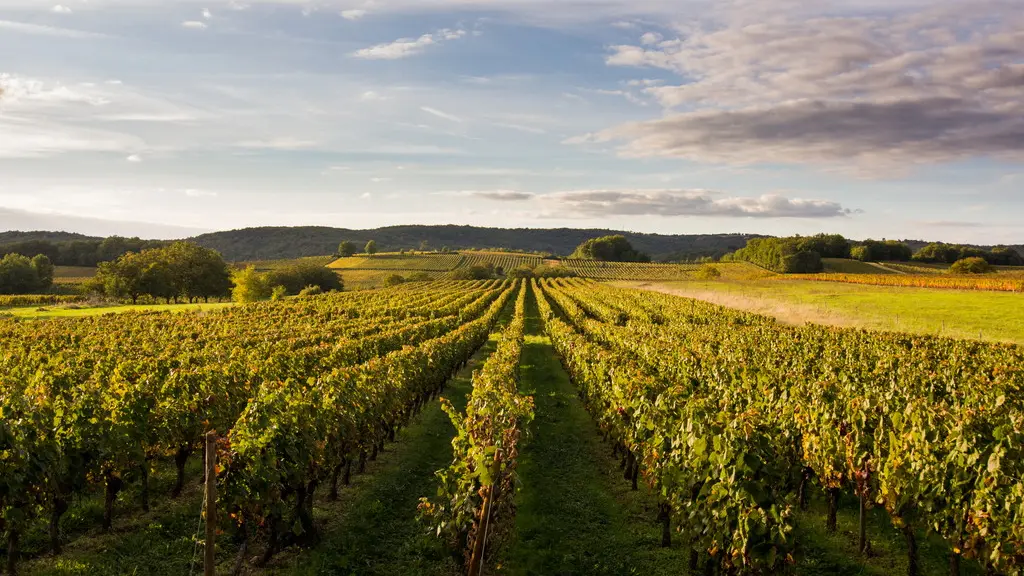 Vignoble de Cahors à Mercuès