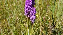 Orchidée sauvage