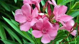 fleurs