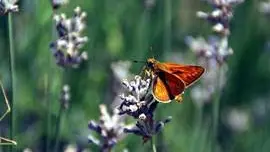 papillon