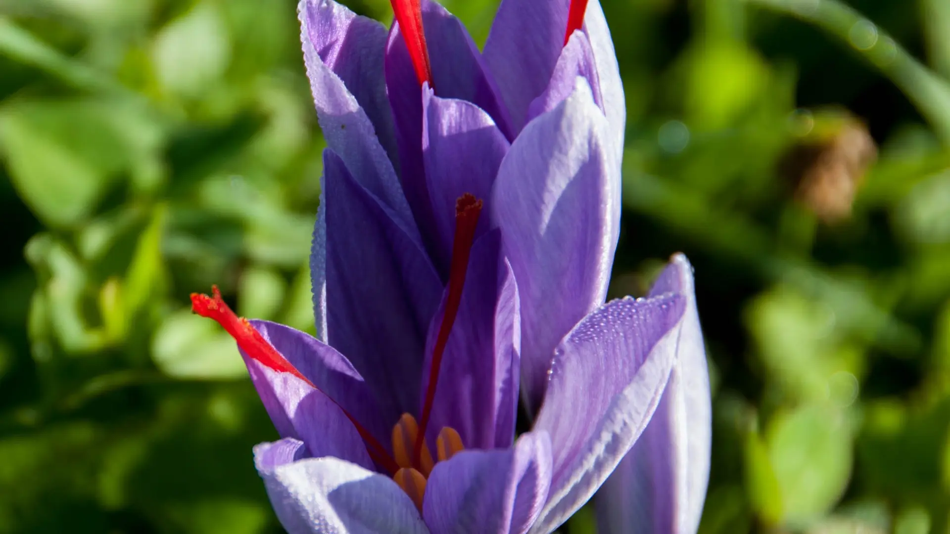 fleur-Crosus Sativus