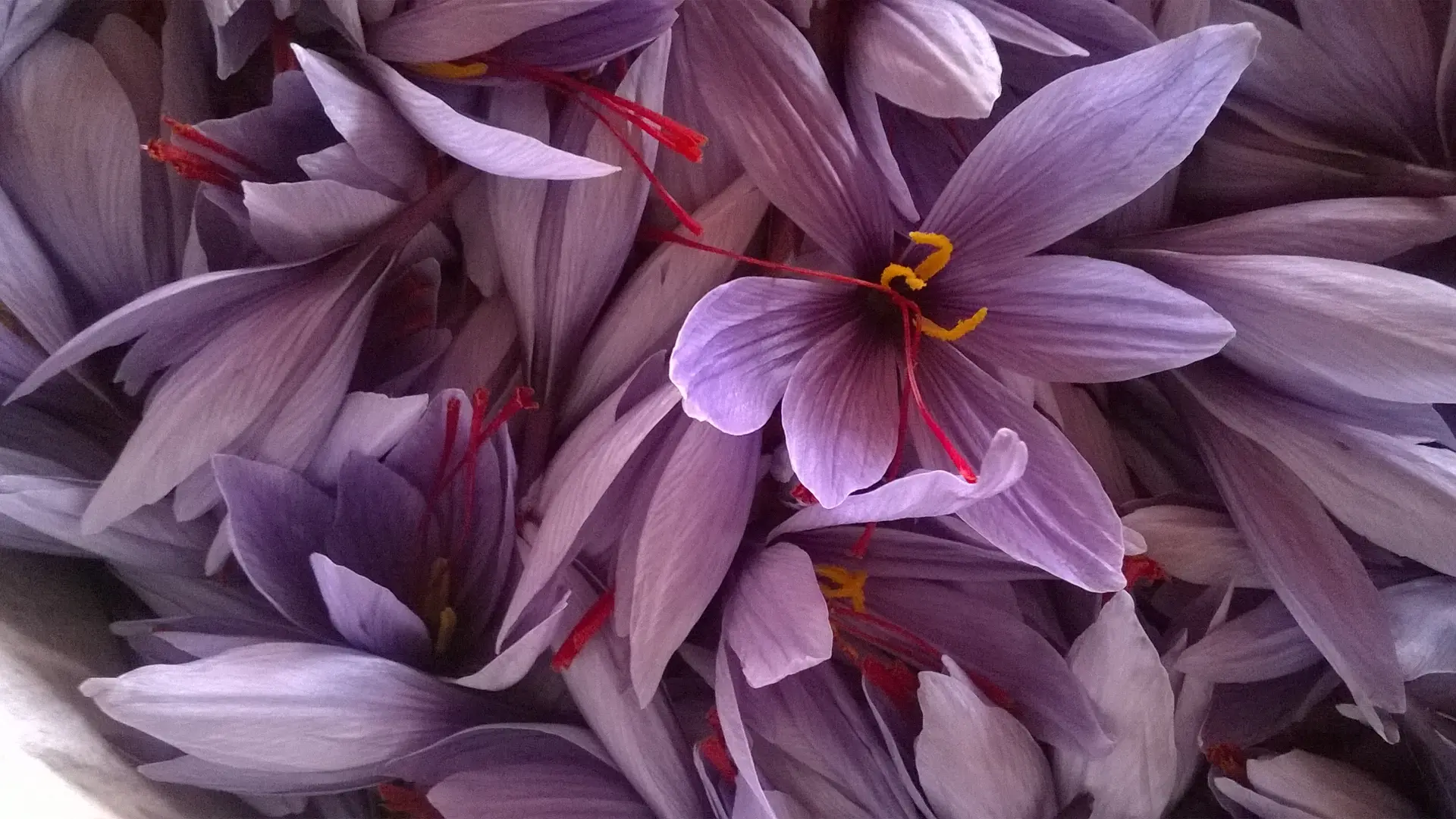 fleurs de crocus sativus