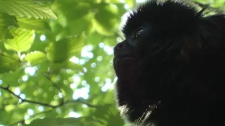 Réserve Zoologique de Calviac - Tamarin