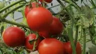 tomates de clémnt borie