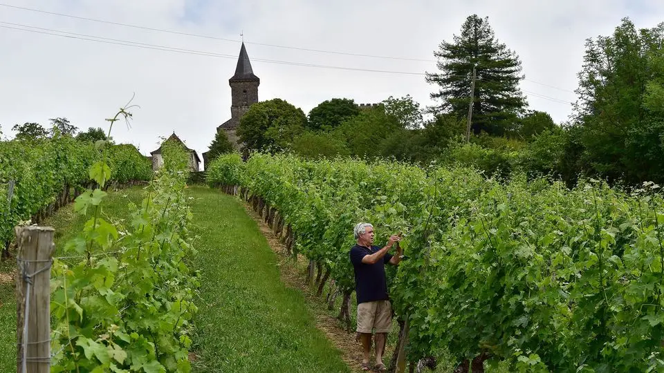 jean-louis-roche-examine-ses-vignes