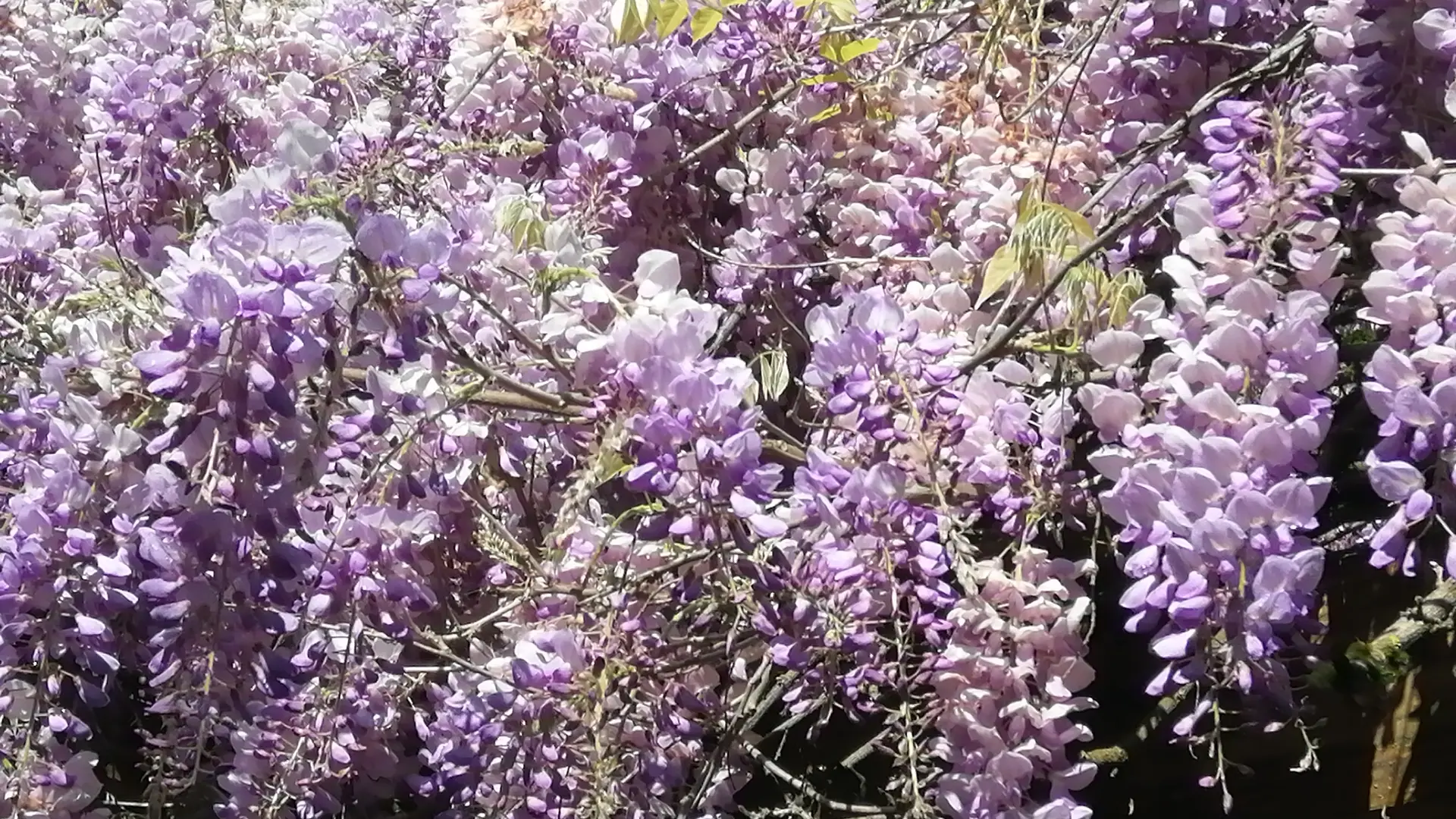 la glycine en fleur