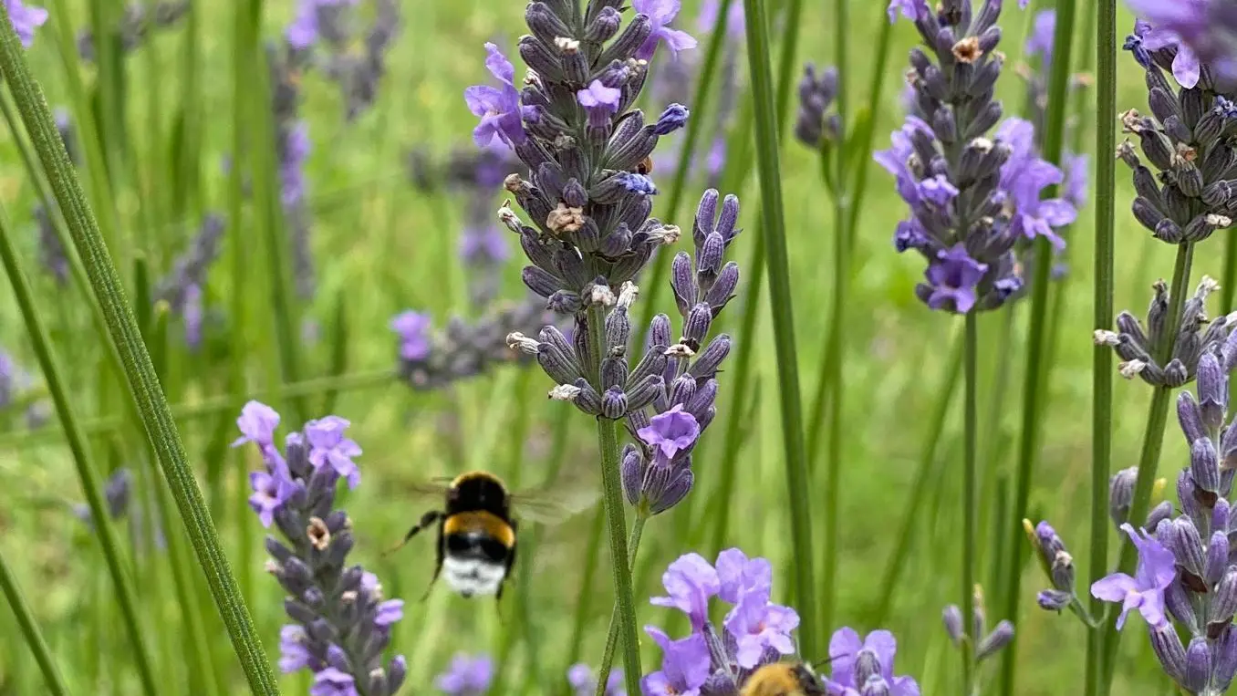 lavender bee