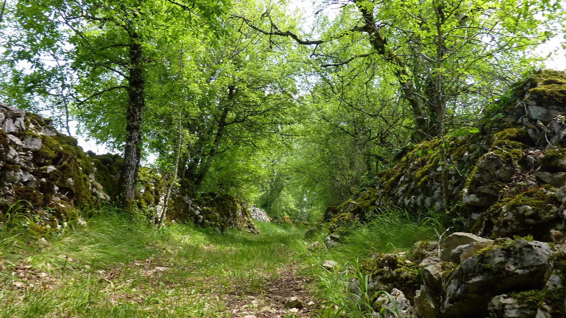 le Peyrefit - chemin herbeux entre murets de pierres _03 © Lot Tourisme - C. Sanchez
