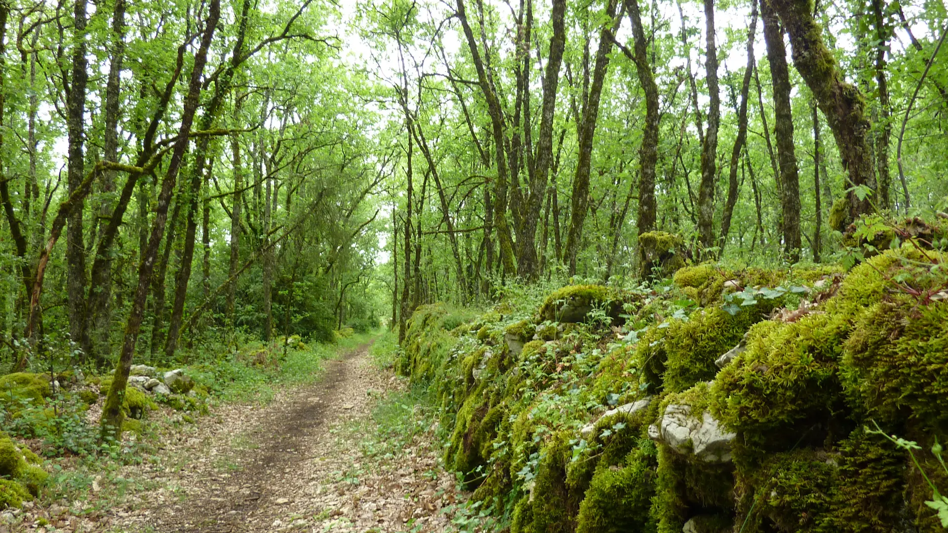 les Combettes  - Balade dans le sous bois_10 © Lot Tourisme - C. Sanchez