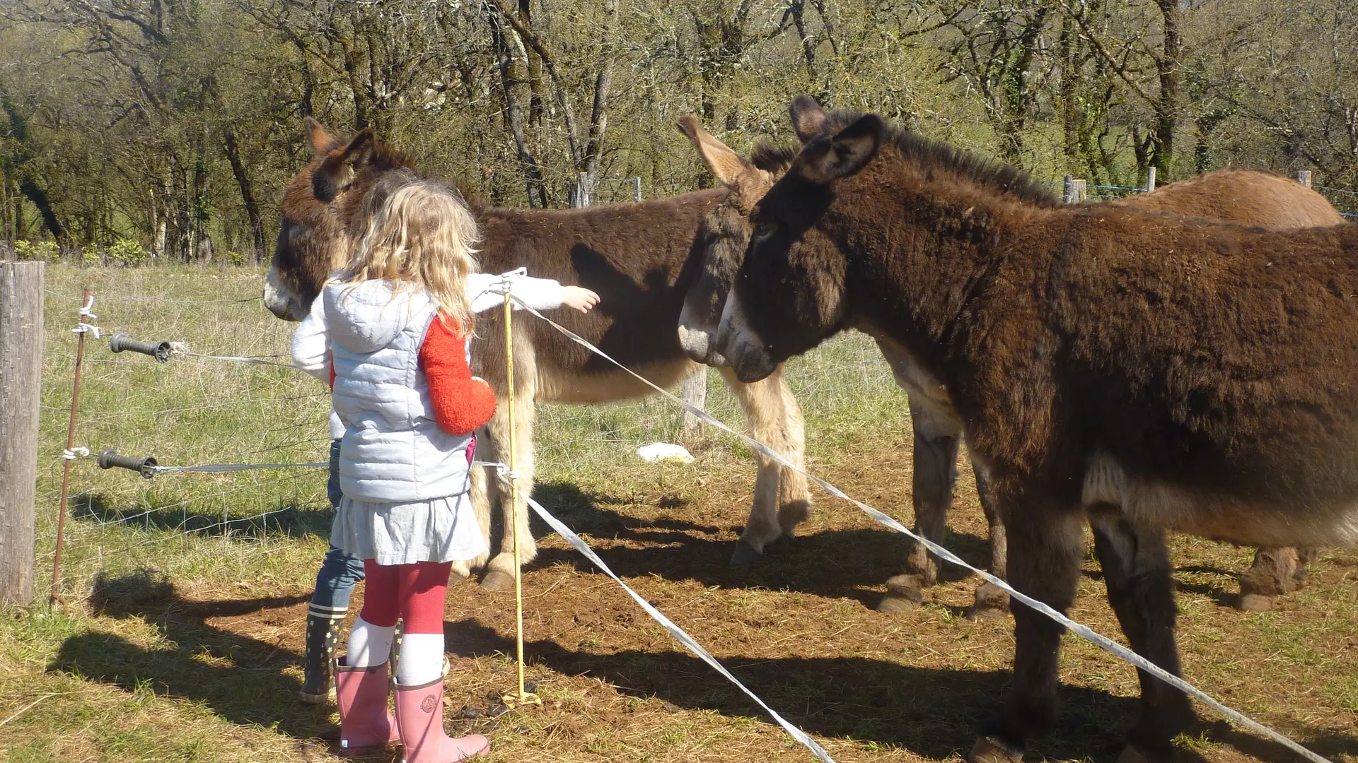 les Anes du Causse-Floirac-9 (1)