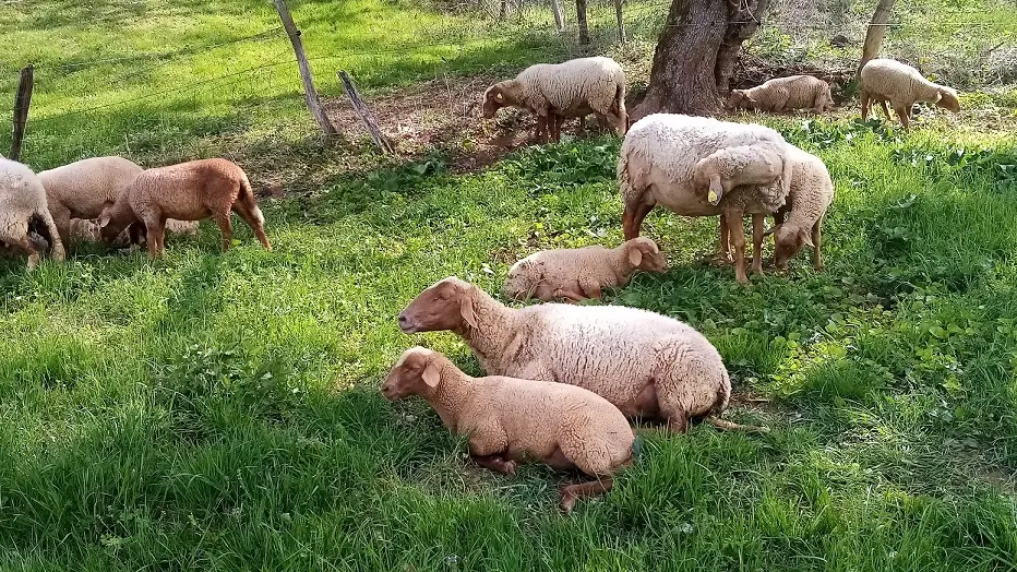 les brebis au repos 1