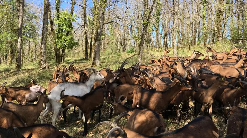 Ferme de Létou chèvrerie à St Cirq Lapopie