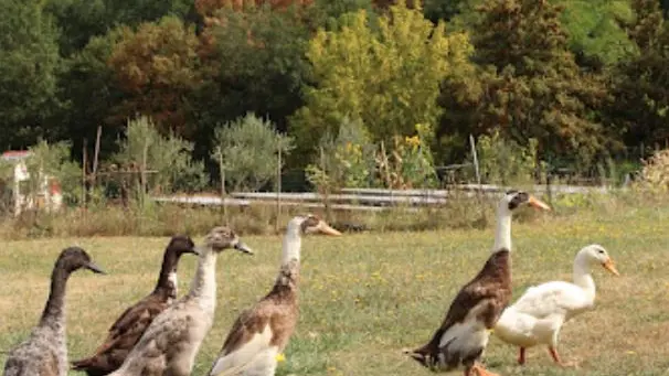 lot-runnerducks2