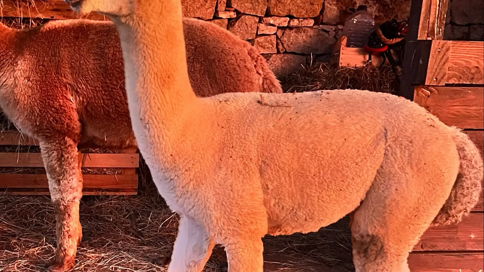 neige coucher soleil