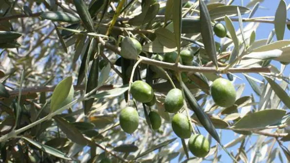 olives-st matré