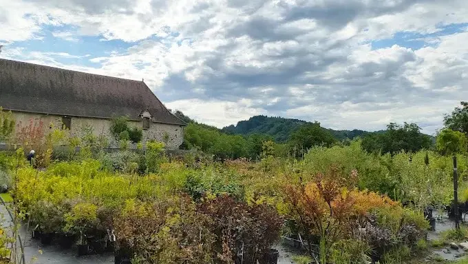 pépi chapi arbres