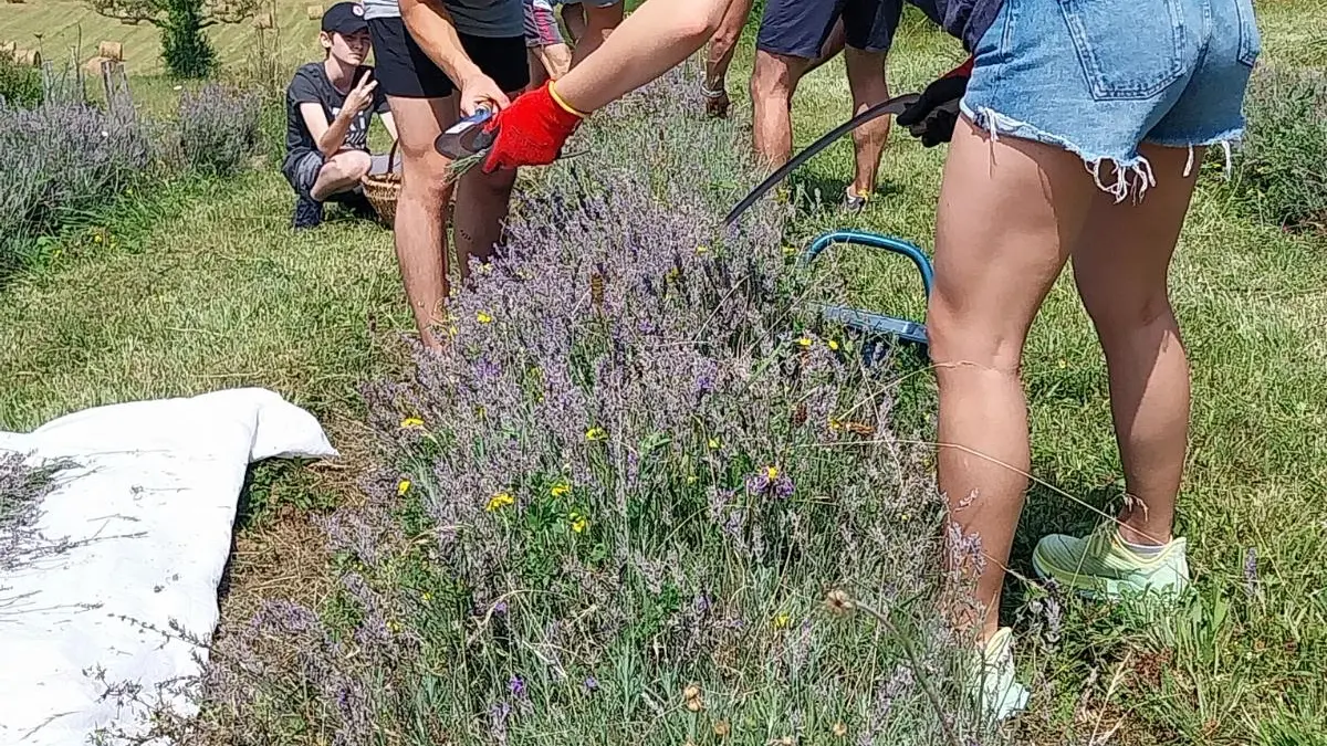 Il était une fois la Lavand'hier - Cueillette de la lavande