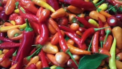 piments cultivés sans intrants chimiques