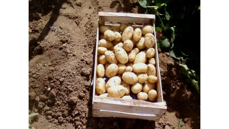 pomme-de-terre-charlotte