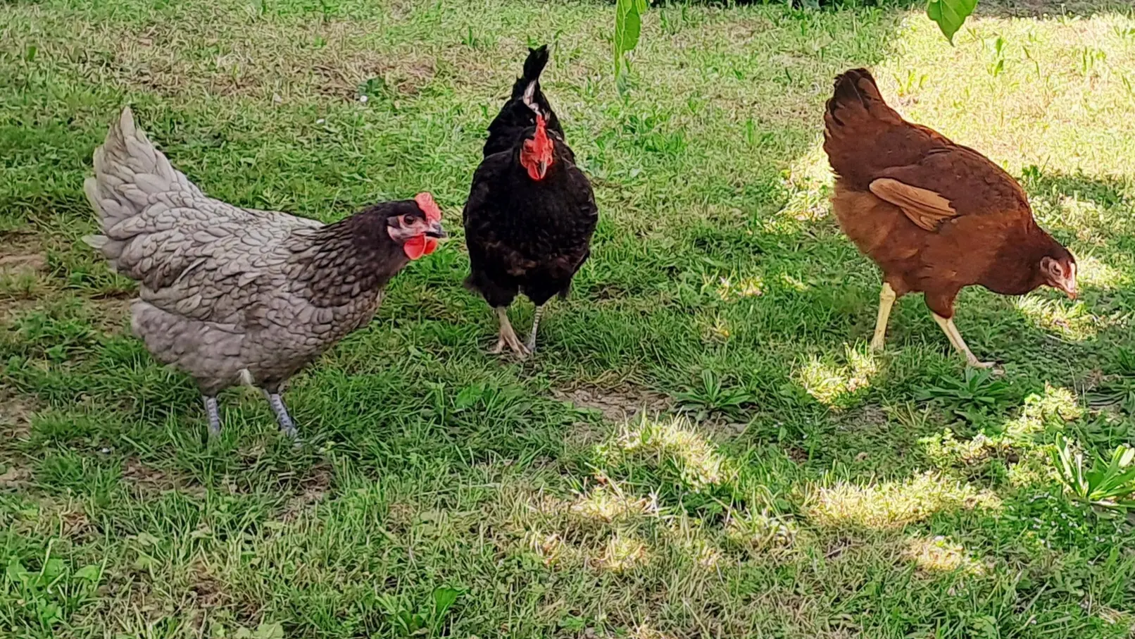 poules en liberté