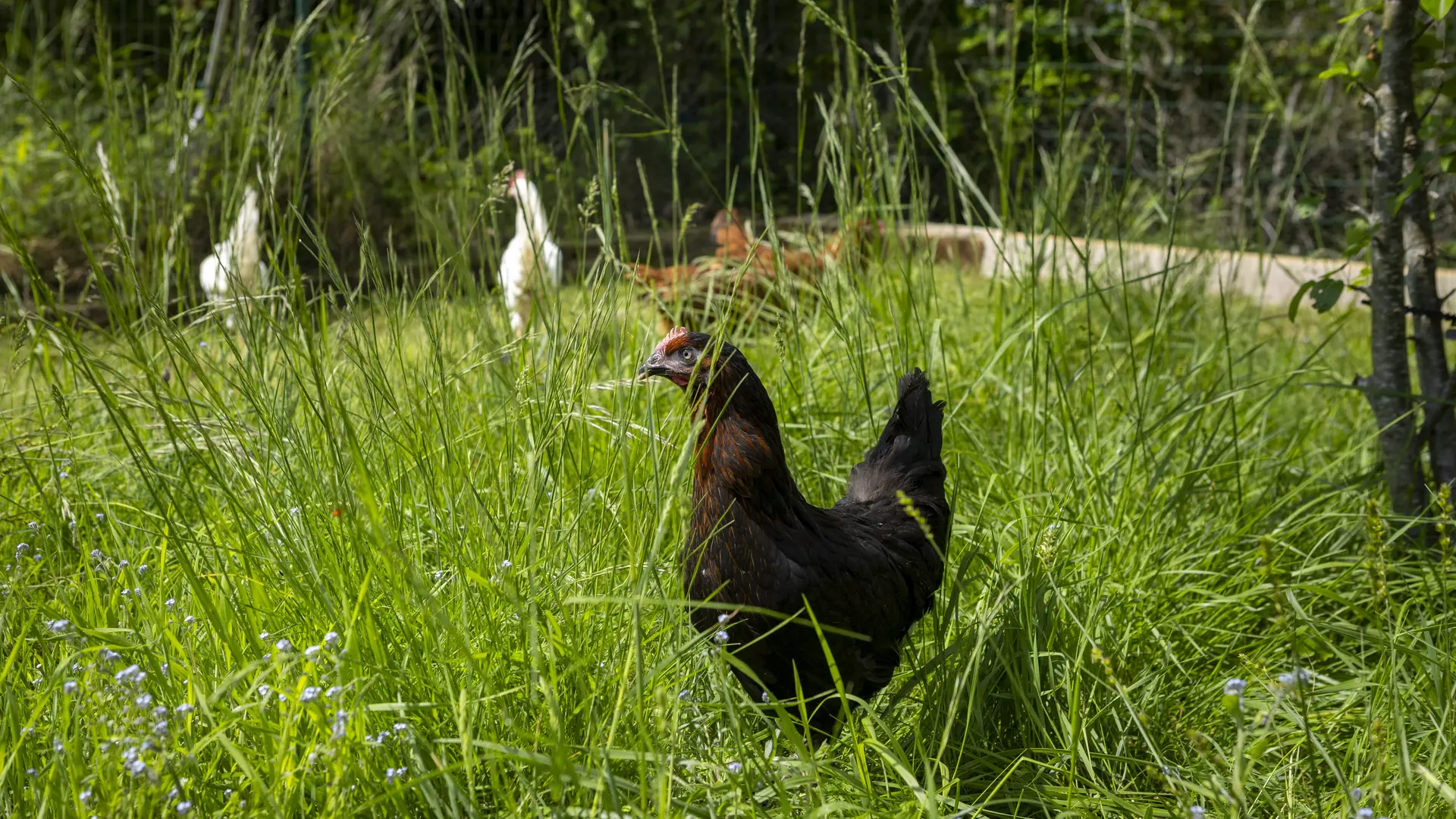 poules&lapins