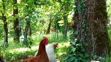 Nos poulettes