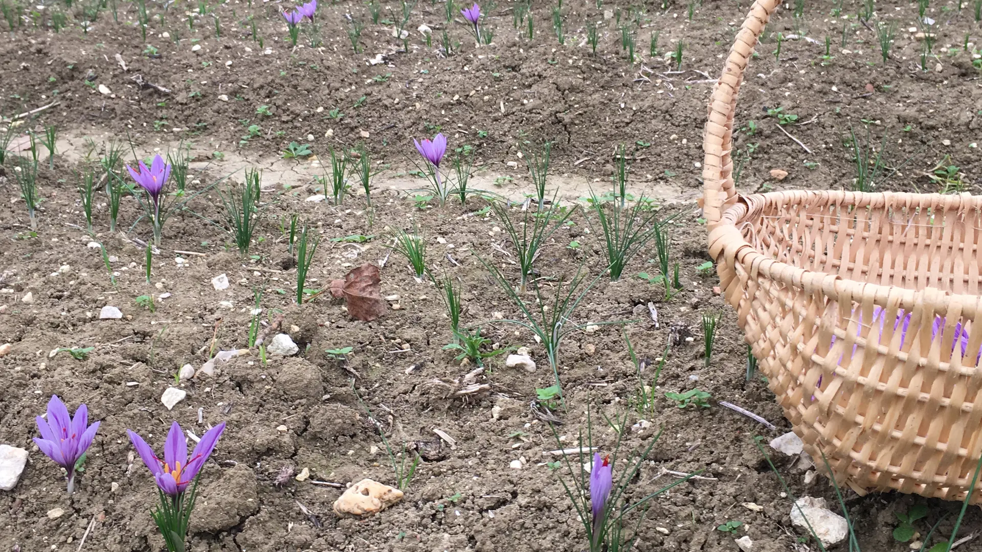 récolte des fleurs de safran et panier