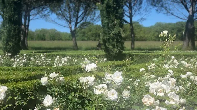 roseraie blanche du domaine