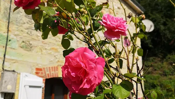 rosiers en fleurs