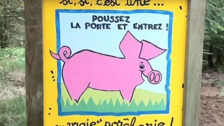 sente aux cochons