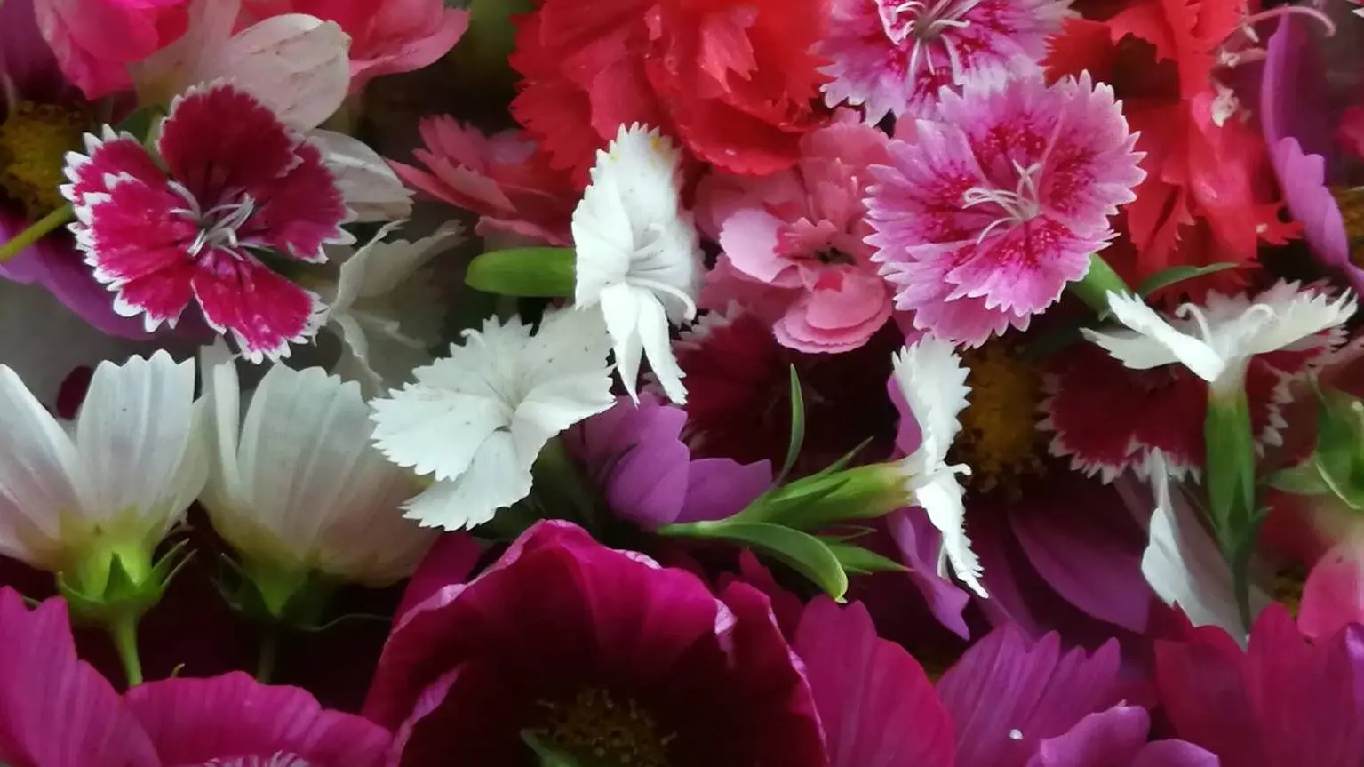 39454676_248602549122480_698688245872984064_n