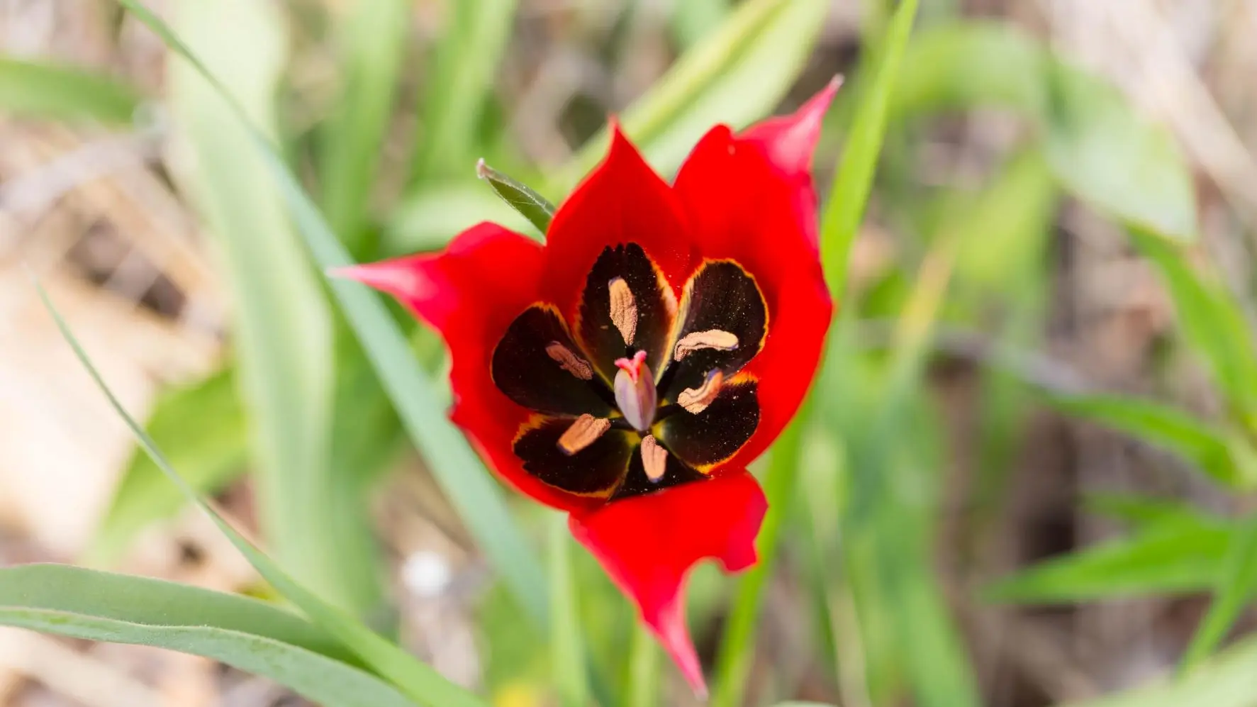 tulipa agenensis_2015_V.Gillet