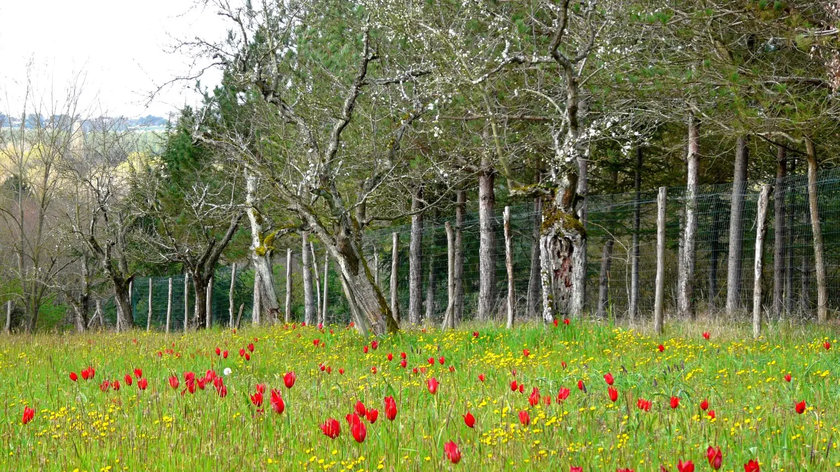 verger-villebramar_2016_F.Hervouet_CEN_2