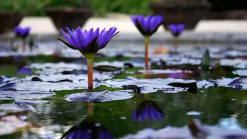 cclt_res_lemarliacea_zanzibar