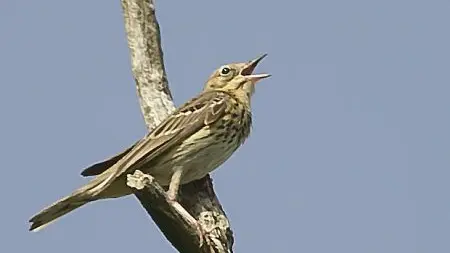 Hôte estival, le pipit des arbres se reconnait à son vol de parade en ''parachute''