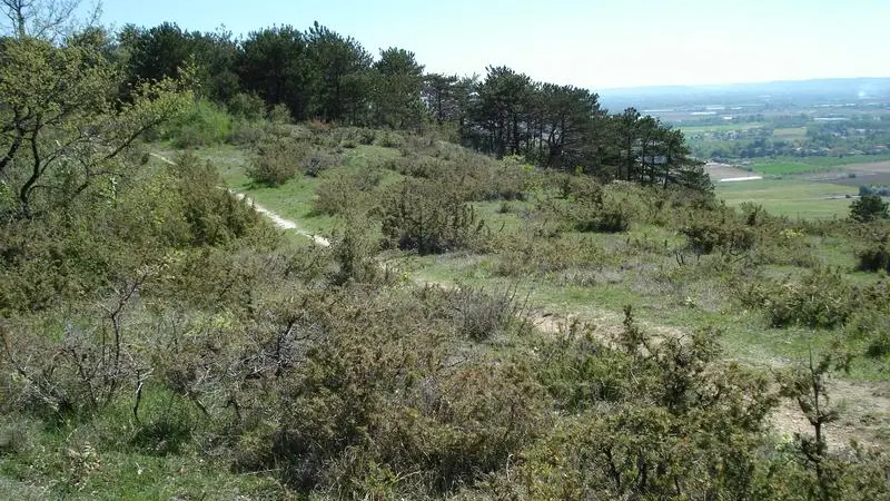 La lande sèche est idéale pour l'engoulevent d'Europe