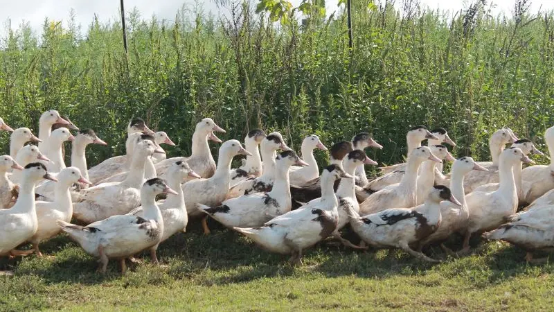DEG_le rdv des fins gourmets_Verteuil_canards