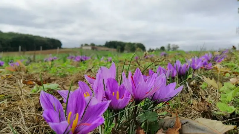 DEG_le rdv des fins gourmets_Verteuil_safran