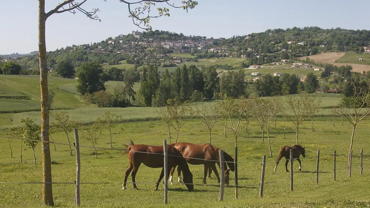 HLOAQU047V50LQMP_Penne_Domaine de Norpech_Le Pigeonnier_photo13