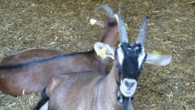 OTLT_DEG_Cabicoulx_Coulx_chèvres