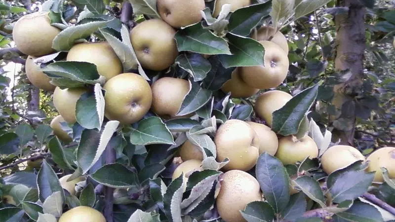 OTLT_DEG_EARL du Bel Air_Tourtrès_pommes