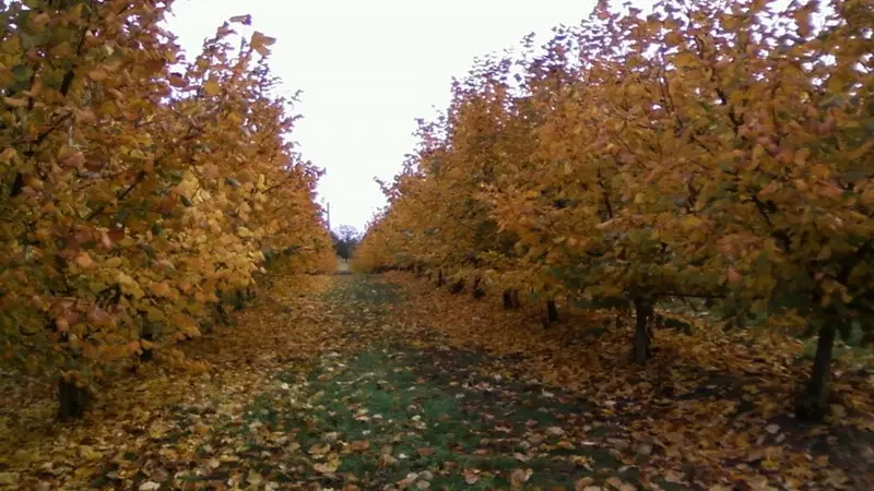 OTLT_DEG_EARL du Bel Air_Tourtrès_vergers