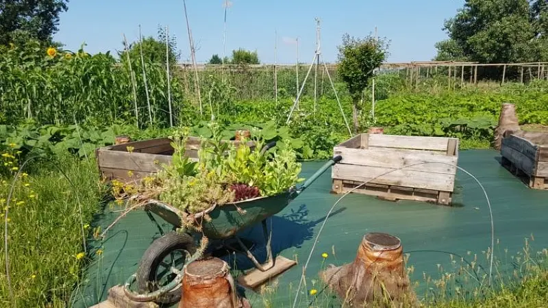 PCU_le jardin de Papy Paulo_Le Temple sur Lot_cultures